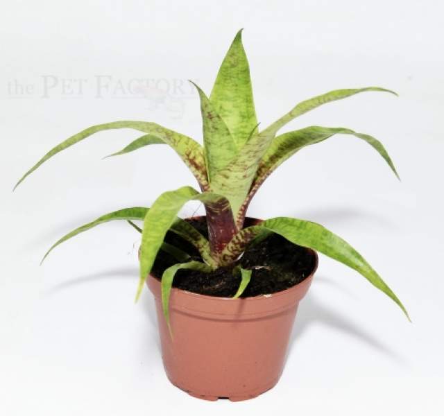 Vriesea ospinae